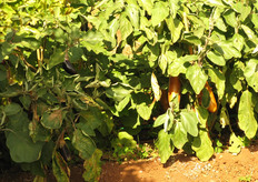 Melanzane in pieno campo.