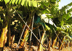 Banane protette da sacco di plastica.