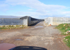 Le serre. Peter Geerts di Syngenta ha affermato che nel corso degli ultimi quindici anni sembra proprio che gli spagnoli non abbiano investito in nuovi impianti.