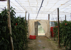 Le porte delle serre restano aperte, nonostante il rischio di fitopatie.