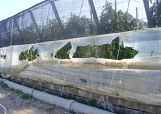 Fori nei teloni di plastica delle serre.