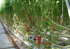 Tutto sembra molto ordinato. In basso al filare di pomodori si nota un'arnia di bombi da impollinazione.