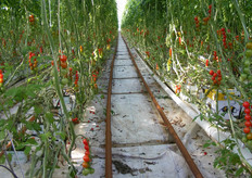 Binari tra i filari, per la manovra dei mezzi necessari alle operazioni di manutenzione delle piante e di raccolta dei frutti.