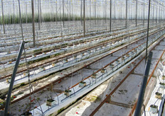 Impianti di coltivazione in fuori suolo.