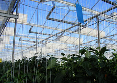 Tetti regolabili per la climatizzazione della serra.