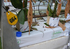 Innesti della Hollandplant.