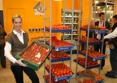 Un assortimento completo di pomodori bio