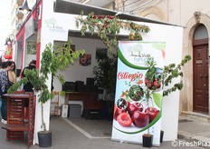 Esposizione e vendita piante dell'azienda Vivai Fortunato