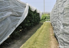 Protezione con reti antiacqua e antiinsetto per il ceraseto superintensivo