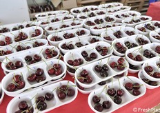 Analisi sensoriale di tre varietà