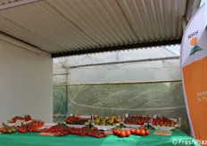 Mostra dei pomodori raccolti nella serra vetrina