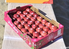 Prodotti esposti sulle sedie a sdraio: mele Pink Lady