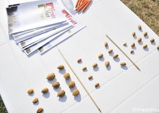 Diversi calibri di mandorle