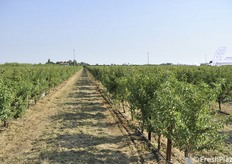 Parziale veduta del mandorleto di Romagna Impianti a imola 