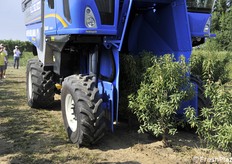 Gli scuotitori sono quelli del tutto simili a quelli per le olive