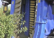 Dettaglio del posteriore 