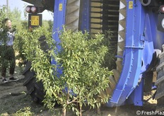 Oltre 200 persone, fra tecnici, imprenditori e agricoltori hanno partecipato il 27 agosto 2022, alla giornata tecnica sulla raccolta meccanizzata delle mandorle. L'evento è stato organizzato magistralmente a Imola (Bologna) da Romagna Impianti e FruitNet System. (fotoservizio Cristiano Riciputi)