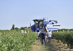 Un momento della raccolta 