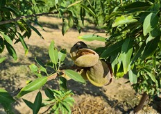 Le mandorle erano praticamente pronte per la raccolta