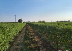 veduta parziale del mandorleto