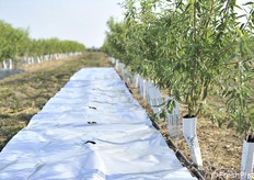 Tipo di pacciamatura