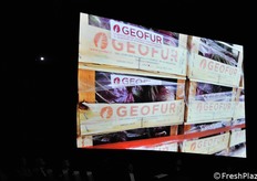 Radicchio confezionato