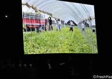 Non solo radicchio: nel periodo estivo l'azienda produce e commercializza angurie