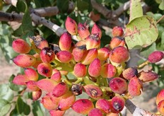 Pistacchio danneggiato da una grandinata agostana