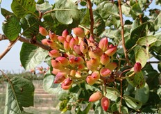 Mallo e guscio hanno protetto il frutto che sarà comunque avviato alla lavorazione con le dovute attenzioni ma senza problemi.