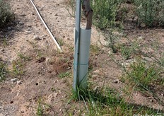 Tutor e protezione da conigli