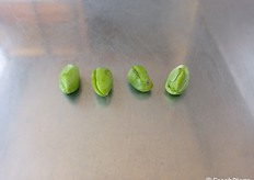 Da notare i frutti di un verde intenso