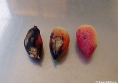 Danni da grandine estiva