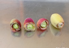 Il frutto non risente del danno da grandine grazie al fatto che mallo e guscio erano già ben formati