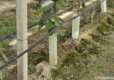 Piante al primo anno protette contro le lepri