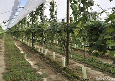 Impianto al primo anno