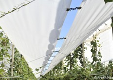 Copertura obbligatoria