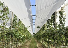 Inerbimento centrale