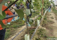 Impianto di fertirrigazione a goccia