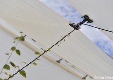 Particolare della chiusura centrale dei teli antipioggia