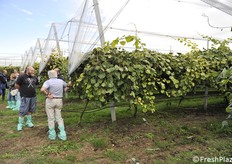 Kiwi Dorì in piena produzione