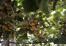 La raccolta in Romagna al 21 settembre è appena iniziata 