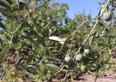 A Raffadali i pistacchi coesistono a stretto contatto con altre specie di interesse per l'economia agricola del territorio