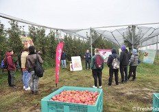 Pink Lady è il frutto più tardivo in Romagna