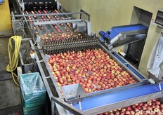 Dopo la visita in campo le classi sono state accompagnate in stabilimenti Granfrutta Zani a Bagnacavallo (Ravenna), dove viene selezionata Pink Lady