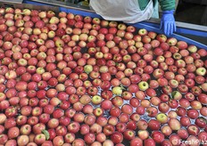 Movimentazione delle mele tramite acqua, sistema ormai iper-consolidato 