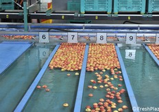 Ogni corsia ha mele di caratteristiche uguali, differenti per ogni corsia