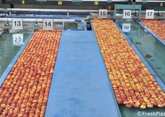 Pronte per essere condotte ai bins 