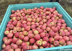 Il colore è uno dei parametri più importanti per Pink Lady