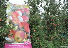 La visita degli studenti è stata corredata da pannelli illustrativi