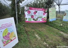 La visita degli studenti è stata corredata da pannelli illustrativi